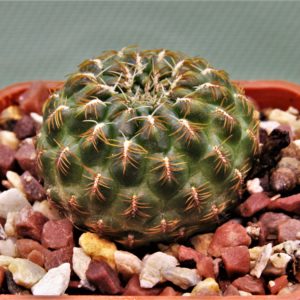 Sulcorebutia markusii-LH1522-3