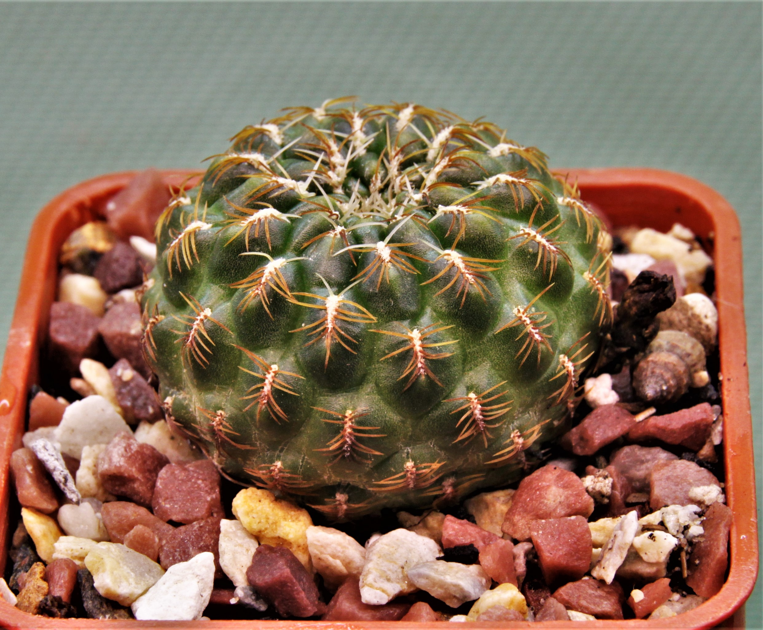 Sulcorebutia markusii-LH1522-3