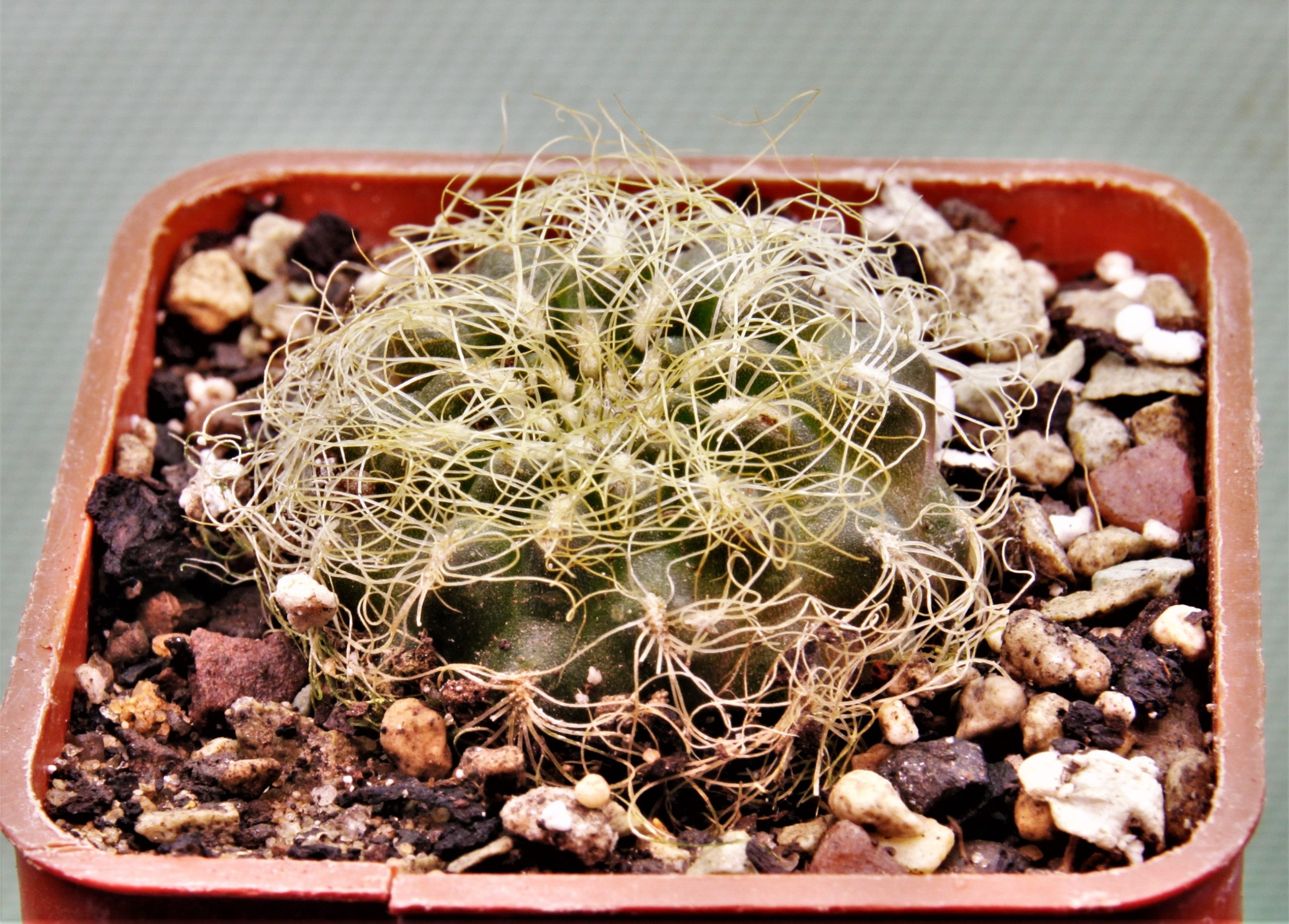 Sulcorebutia patriciae-LH-1123