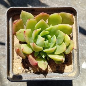 Sedum Wayras