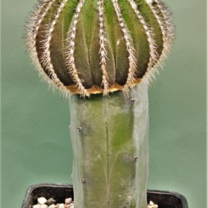 Uebelmania-pseudopectinifera-1