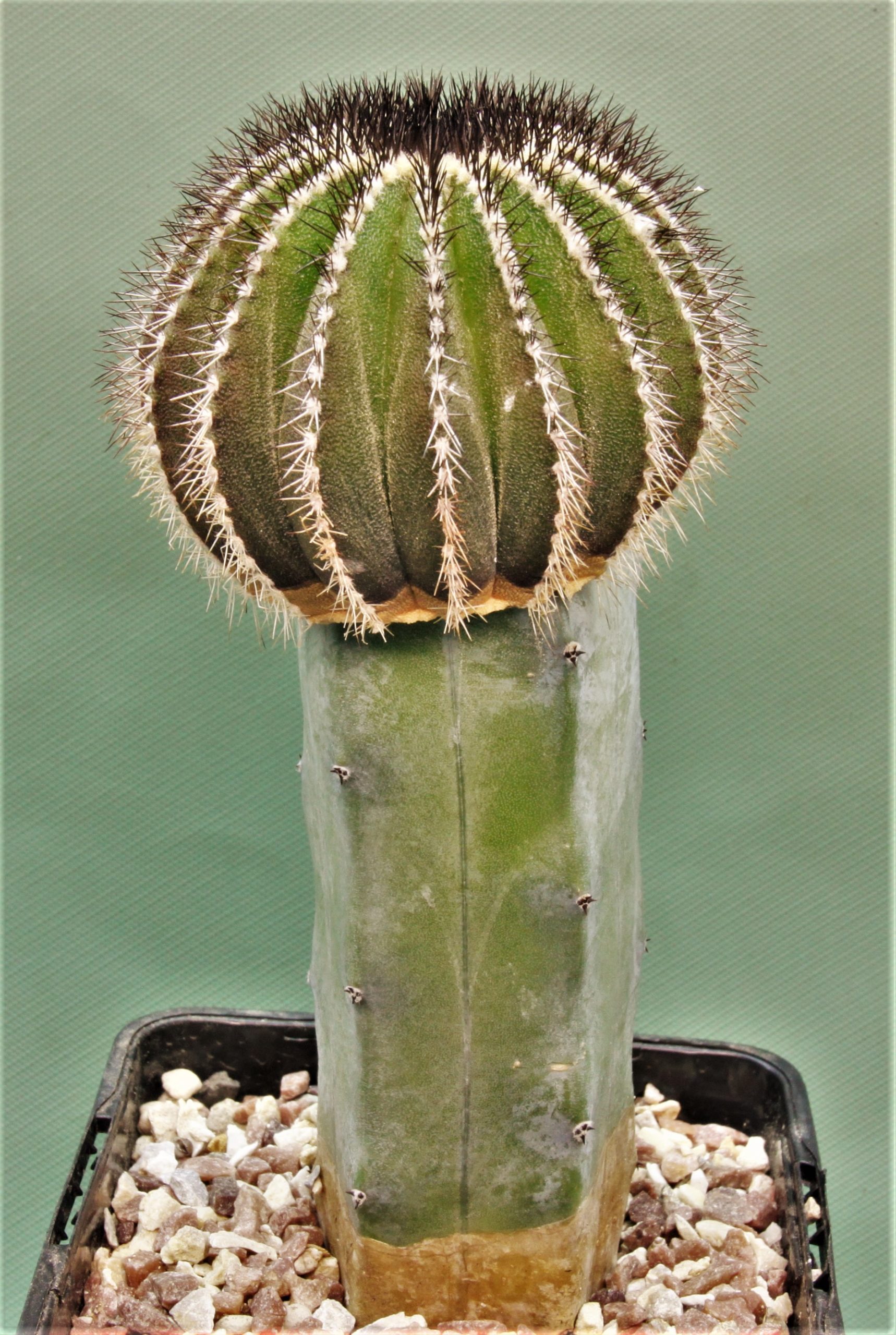 Uebelmania-pseudopectinifera-1
