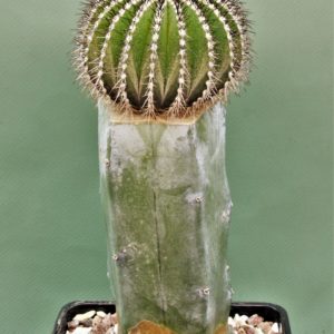Uebelmania-pseudopectinifera-2