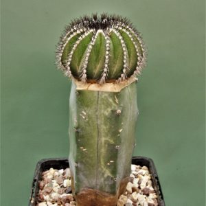 Uebelmania-pseudopectinifera-3