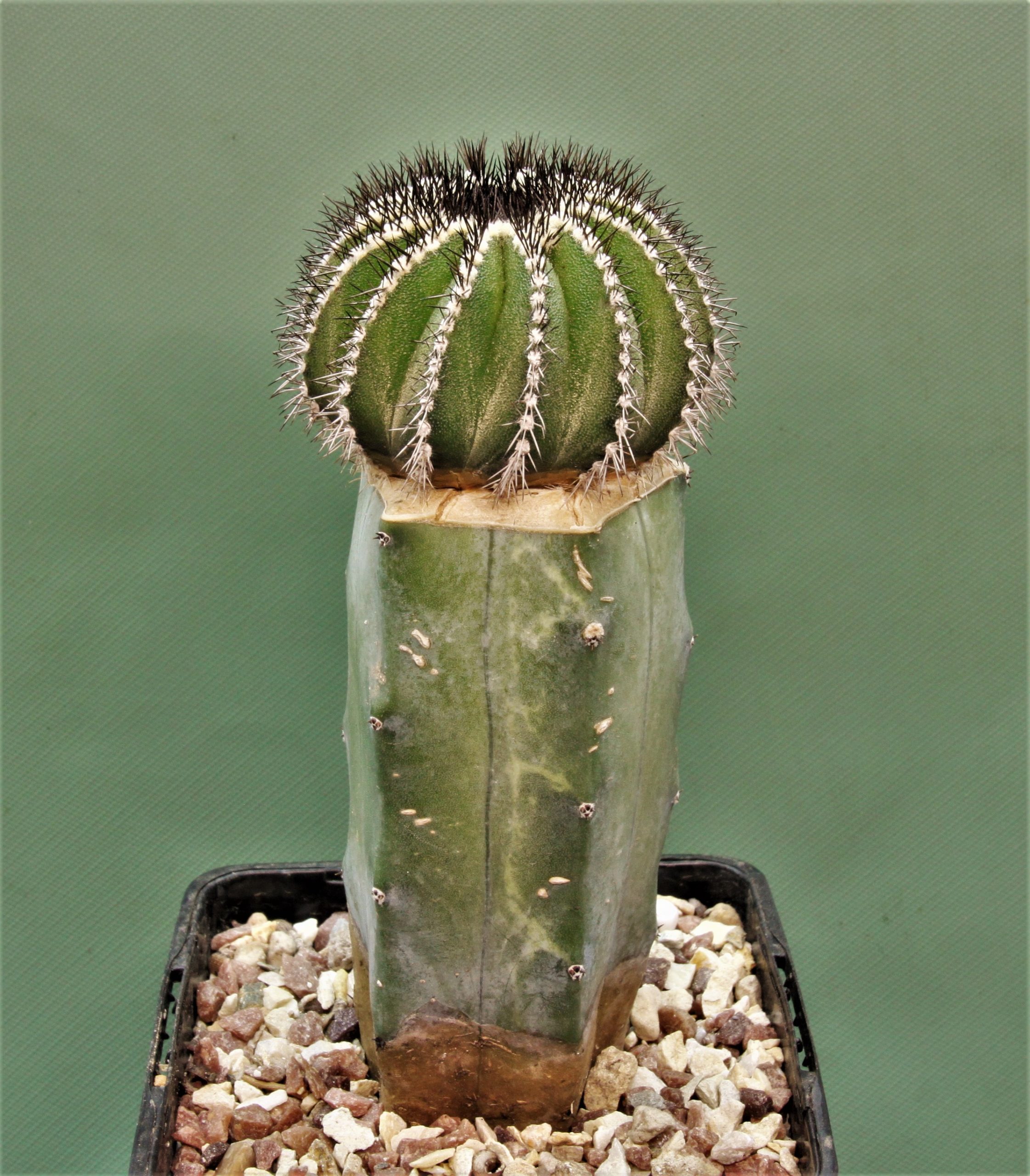 Uebelmania-pseudopectinifera-3