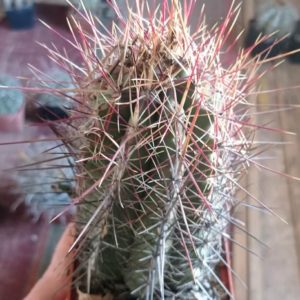 Thelocactus bicolor "Alpin Burel" -cube-9cm-  20+років-