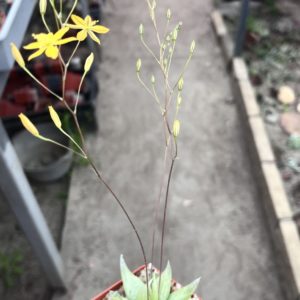 bulbine mesembryanthemoides