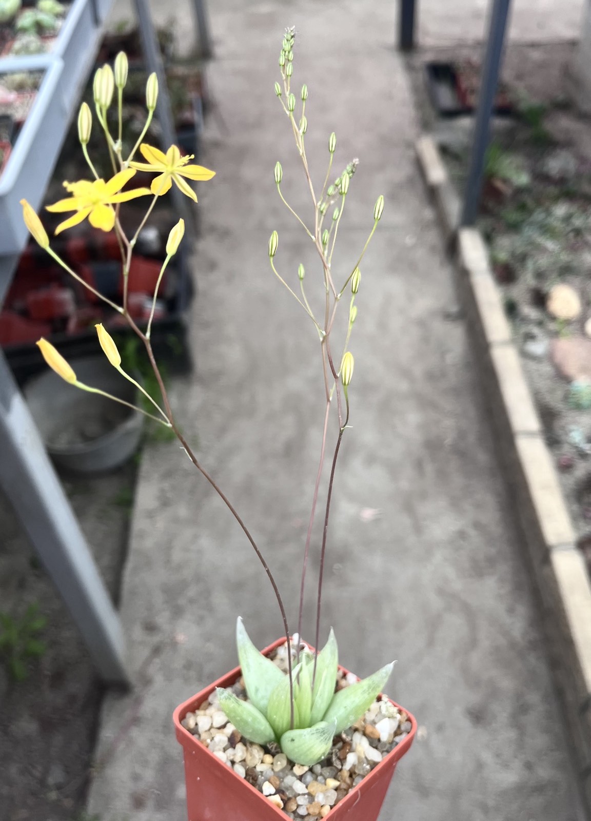 bulbine mesembryanthemoides