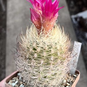 neoporteria gerocephala