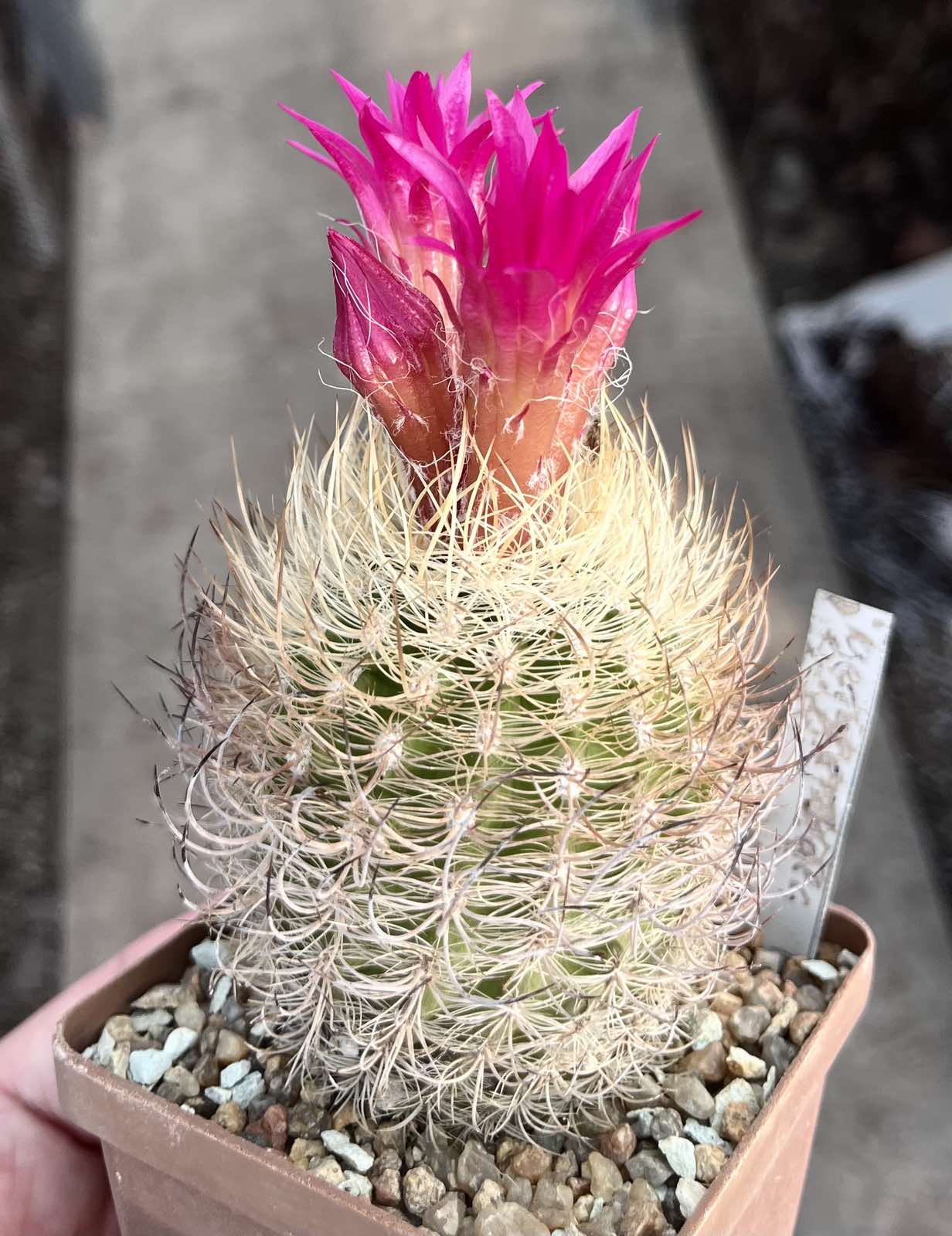 neoporteria gerocephala