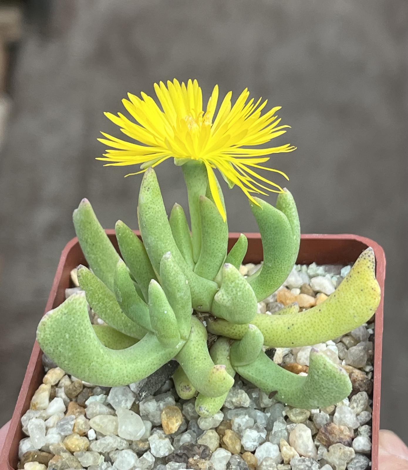 rhombophyllum nelii