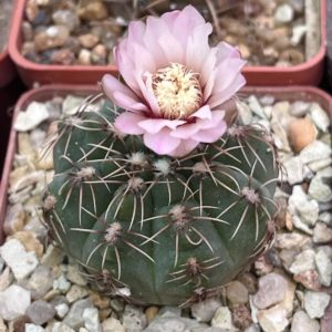 Gymnocalycium baldianum