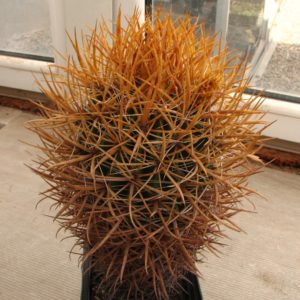Ferocactus chryzacanthus -Cedros- 25+years-cube-9cm- квітучий-