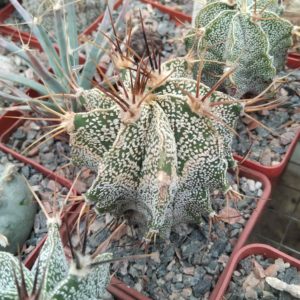Astrophytum ornatum v. mirbellii -Koehres-cube-7cm-
