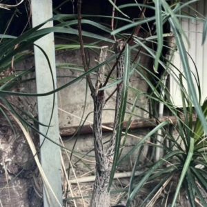 brachychiton rupestris