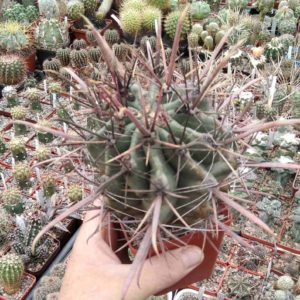 Ferocactus californicus -rare!- 9cm-