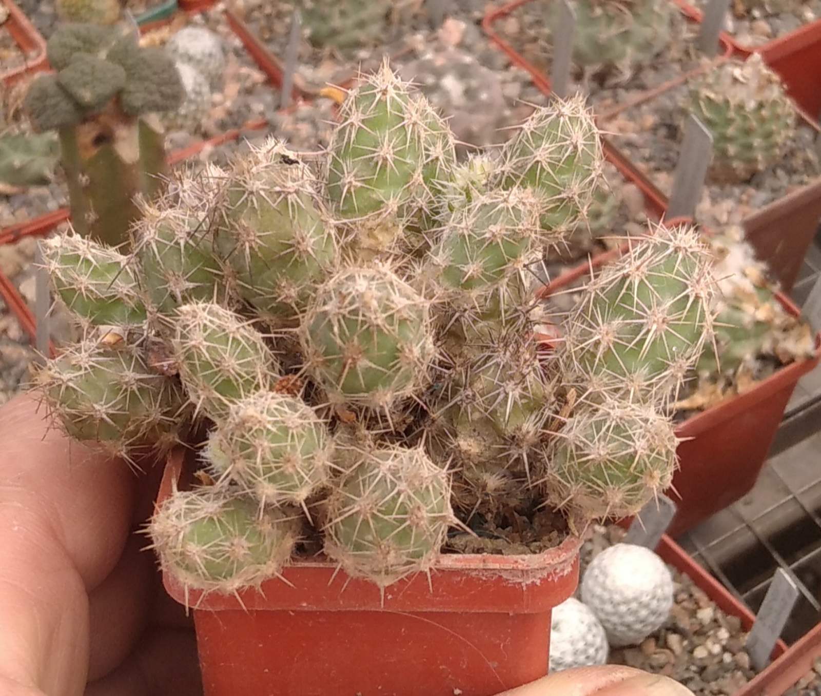 Cumulopuntia bulbispina -cube-5cm- вже квітуча мініатюра-