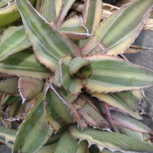 Agave lophantha v. tricolor - пагін-