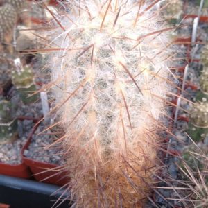 Oreocereus trollii -MG- cube-8cm-