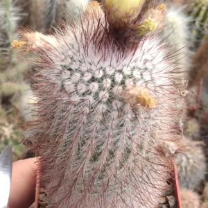 Notocactus scopa -cube-7cm- пізньоквітучий вид- біля 15років-