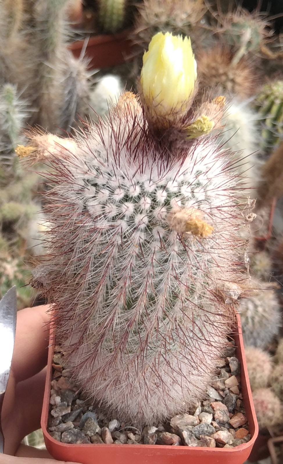 Notocactus scopa -cube-7cm- пізньоквітучий вид- біля 15років-