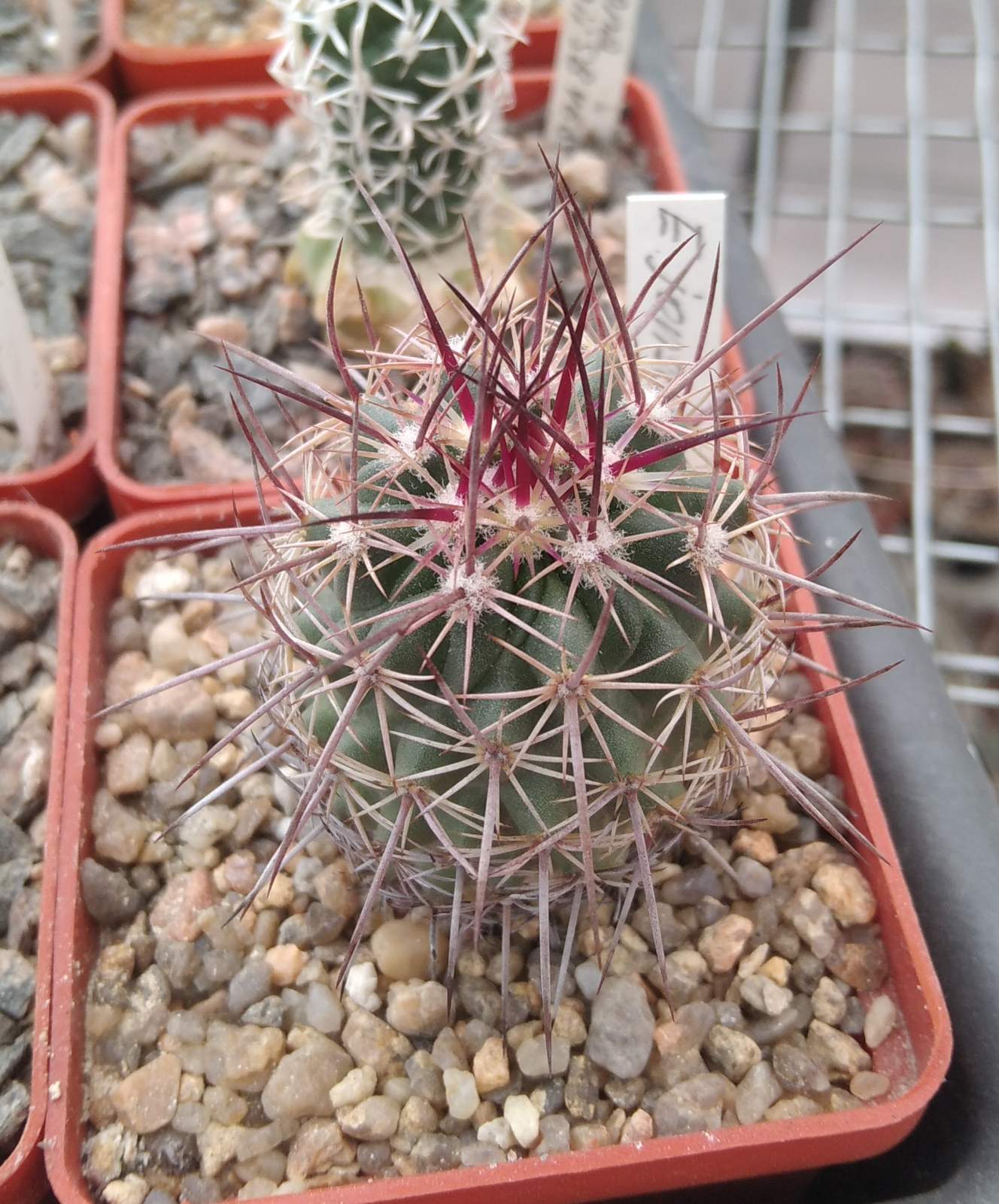 Echinomastus  johnsonii - cube-6cm-рідкість!-своє коріння-
