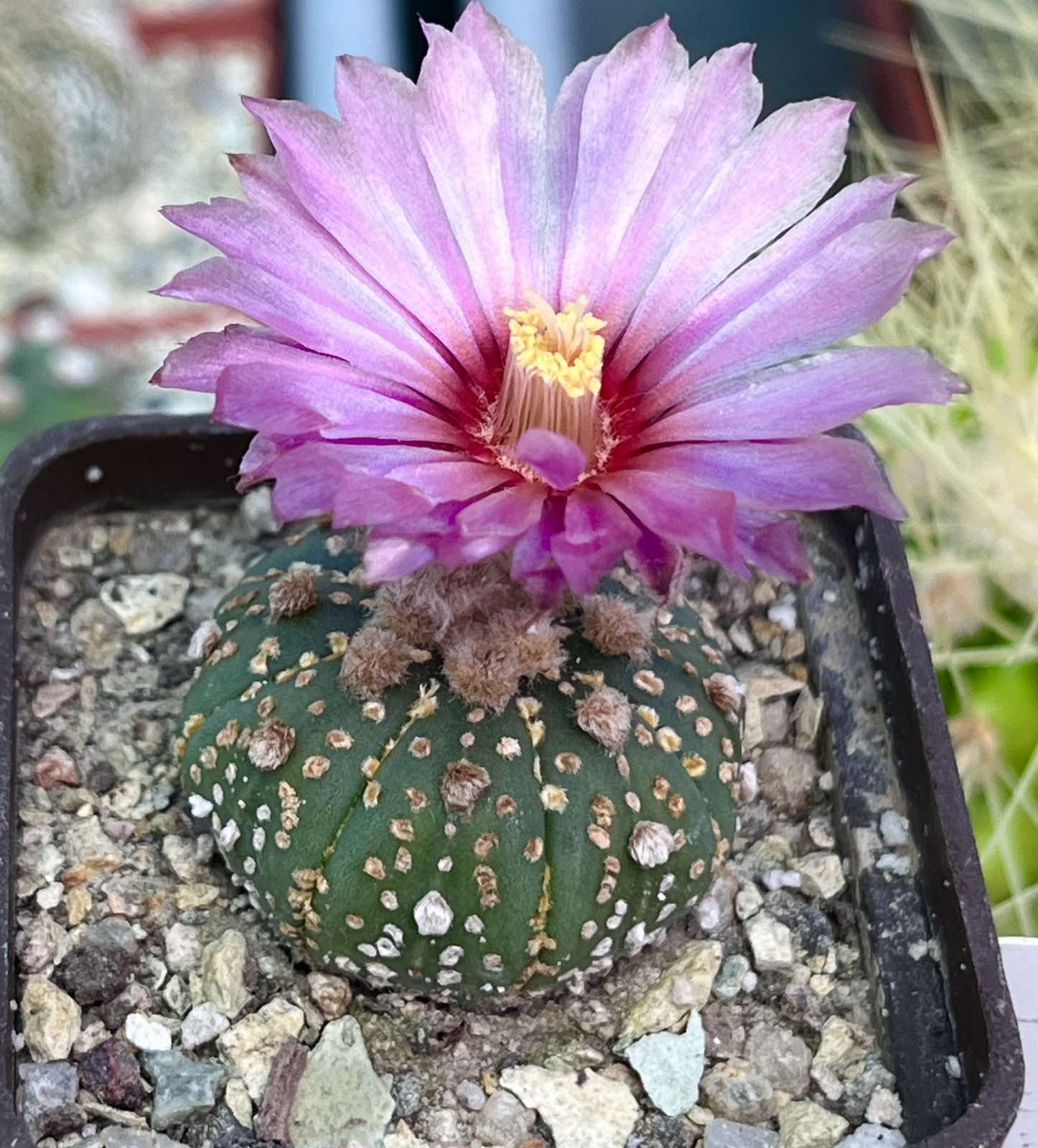 astrophytum super kabuto gold red flowers