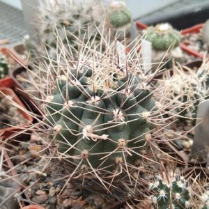 Gymnocalycium gibbosum v. gastonii JPR22-56 -MG- cube-7cm-