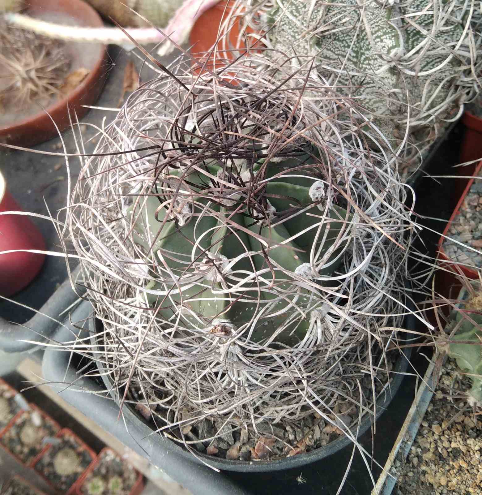 Astrophytum senile v. aureum -8-9cm