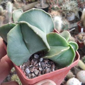 Astrophytum myriostigma f. nudum- сube-6cm-