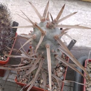 Tephrocactus articulatus v. papyracanthus VG -з природи- прод. вeрхній пагін -