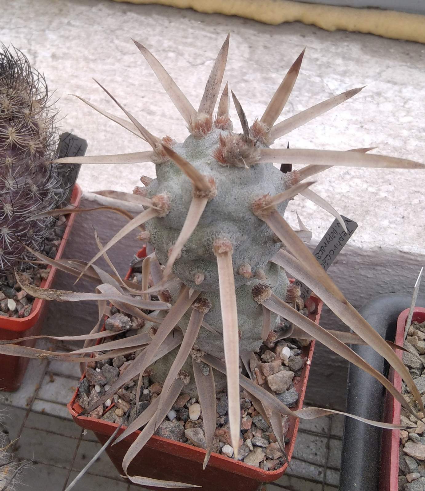 Tephrocactus articulatus v. papyracanthus VG -з природи- прод. вeрхній пагін -