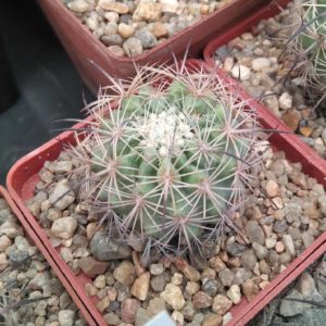 Echinomastus  unguispinus SB313 -cube-6cm-