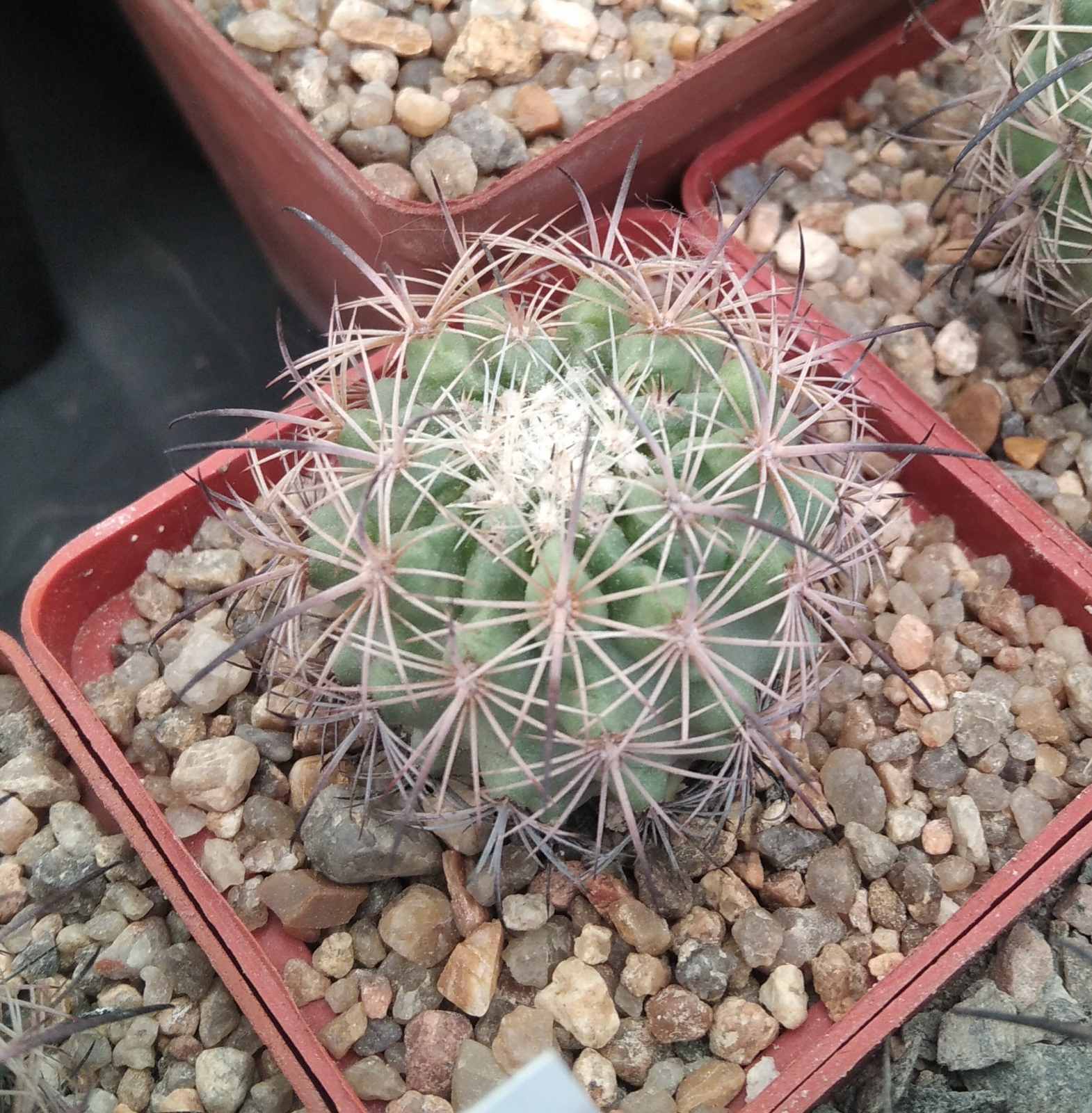 Echinomastus  unguispinus SB313 -cube-6cm-