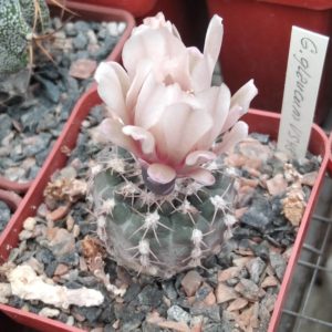 Gymnocalycium glaucum VS48- cube-7cm- повільний ріст, ріпа-