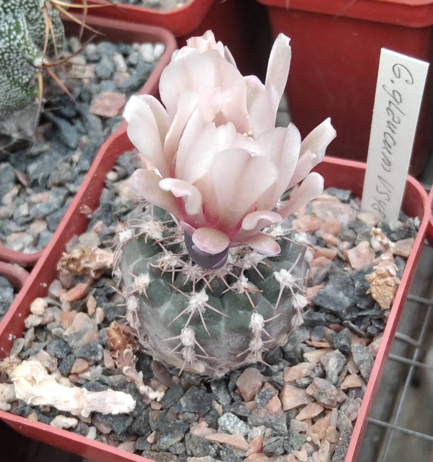Gymnocalycium glaucum VS48- cube-7cm- повільний ріст, ріпа-