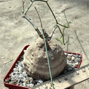 ibervillea tenuisecta