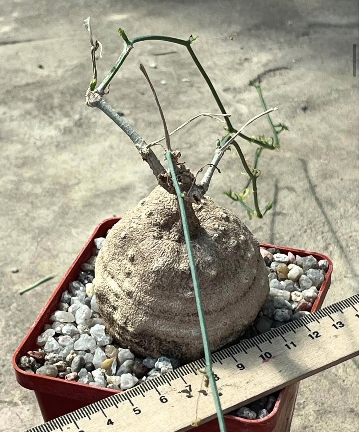 ibervillea tenuisecta