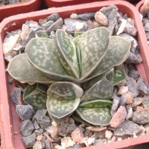 Gasteria minima f. variegata -cube-5cm-