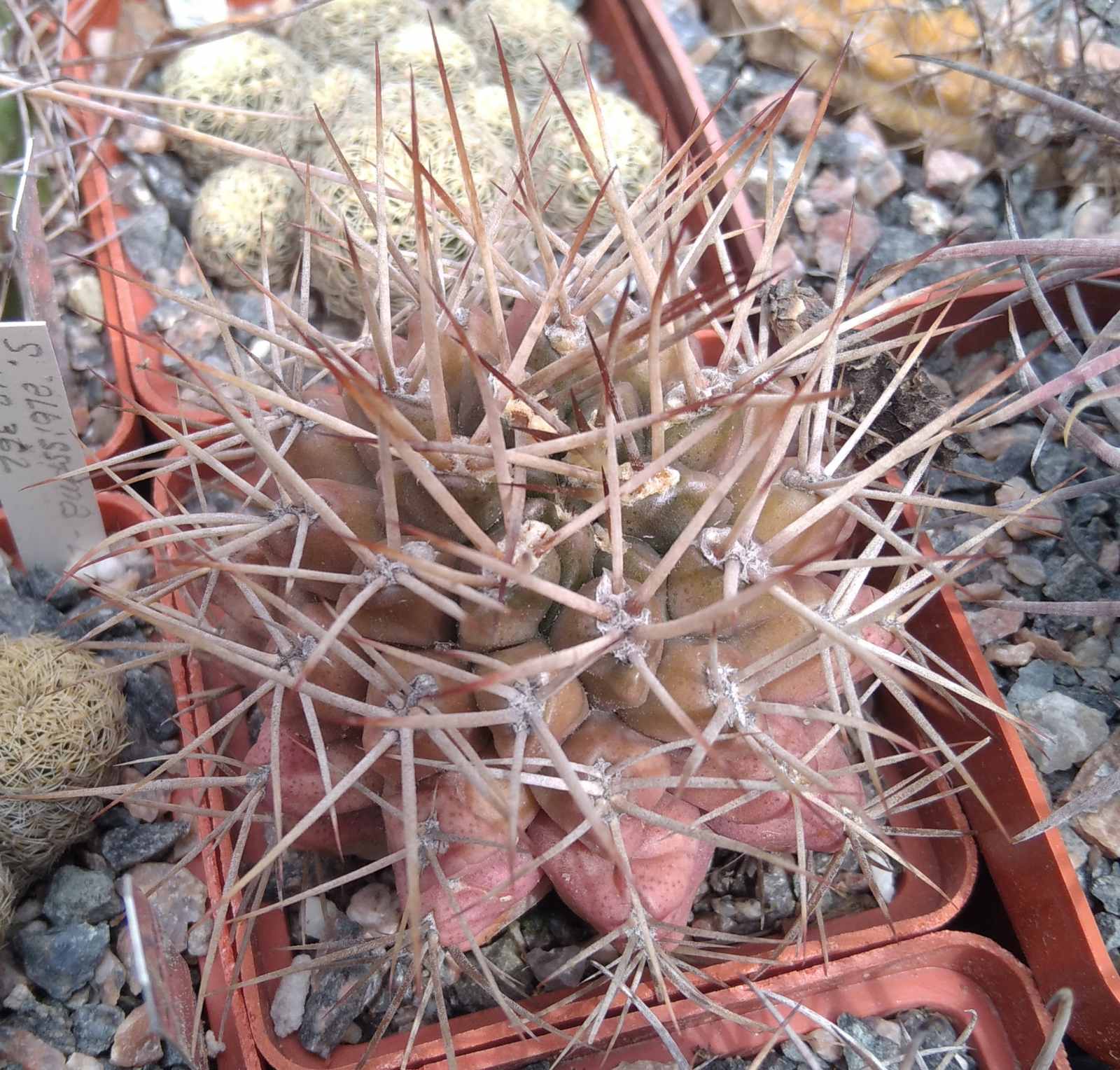 Gymnocalycium pungens -MG- cube-6cm-