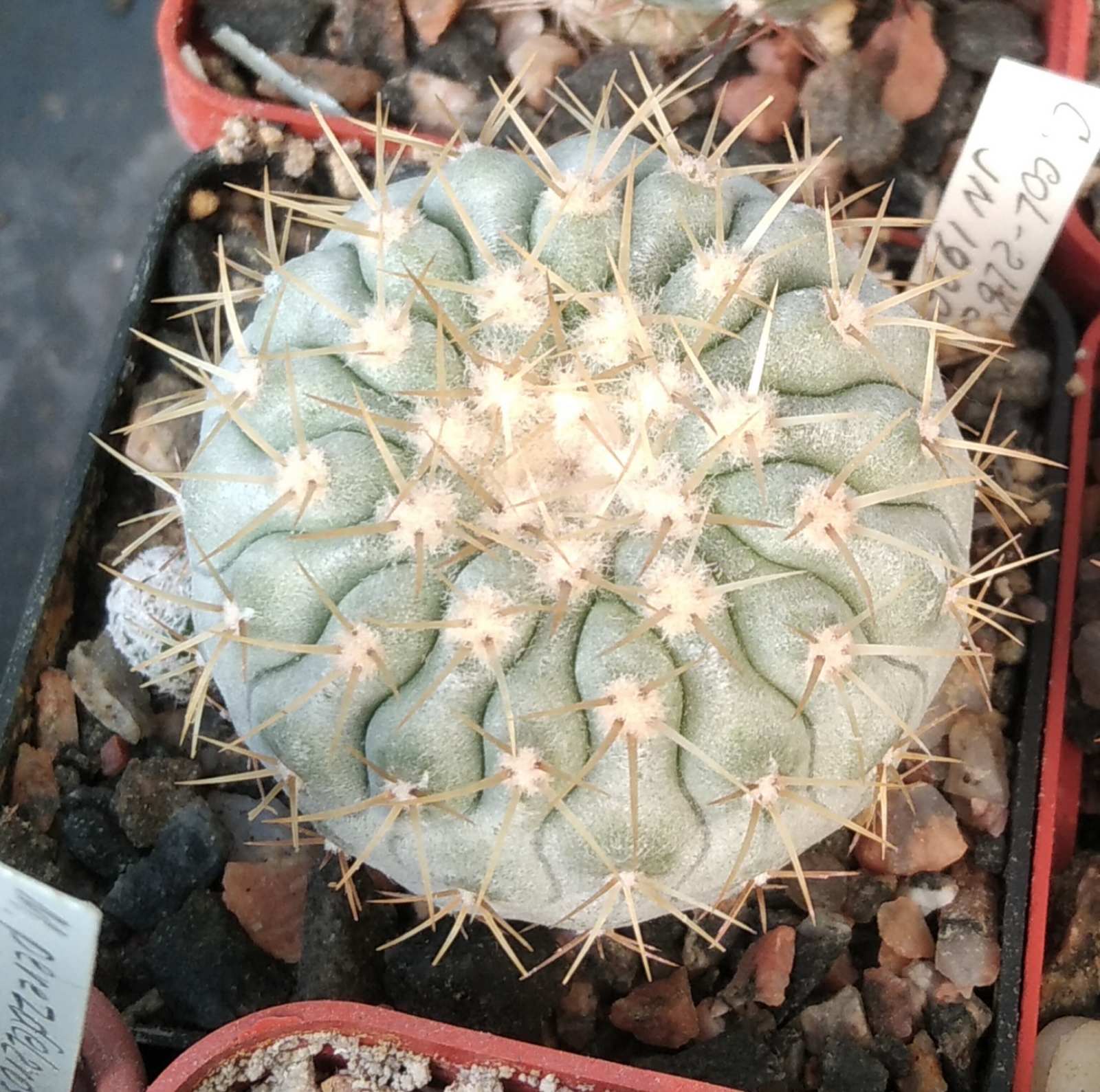 Copiapoa cinerea v. columna-alba JN1926 -cube-6cm- прихована підщепа-