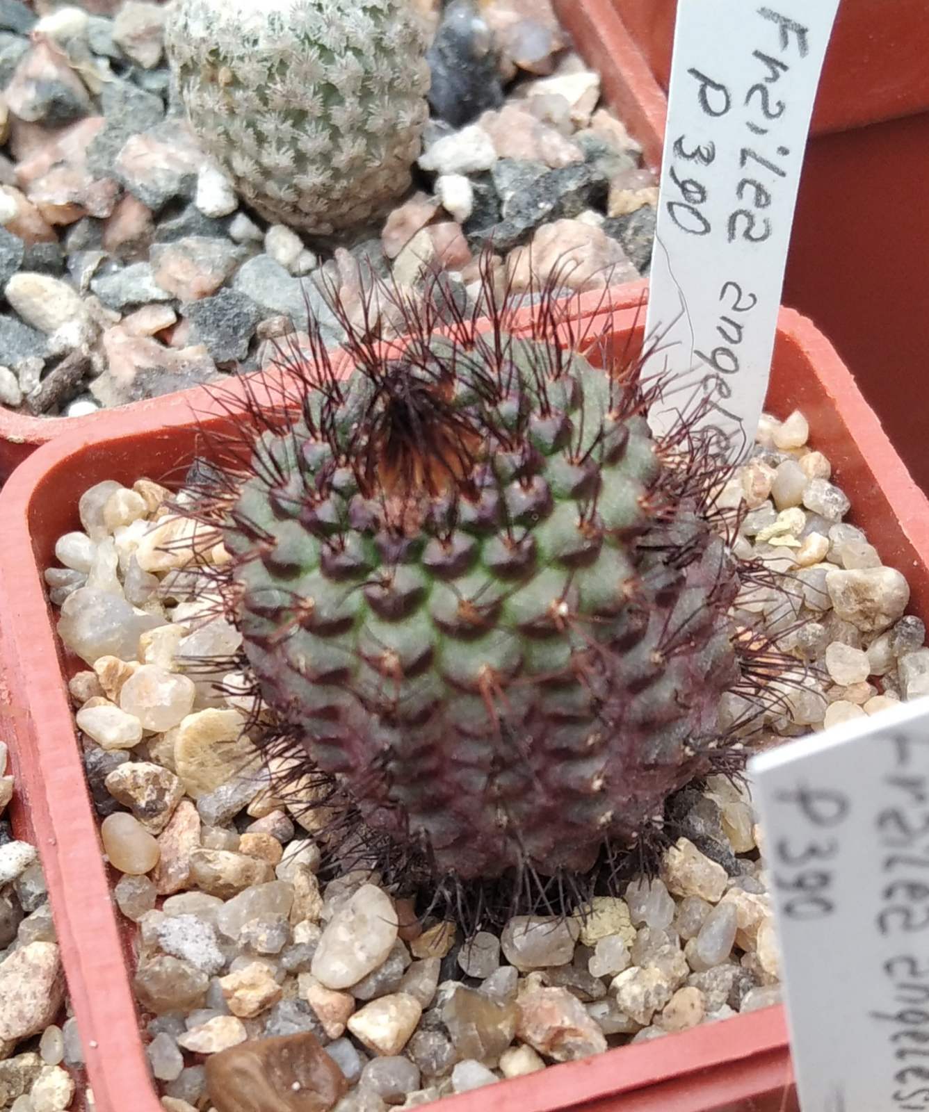 Frailea angelesii P390 -cube-5cm-miniature 10years-