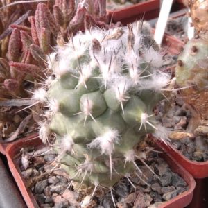 Turbinicarpus hybride- cube-6cm-