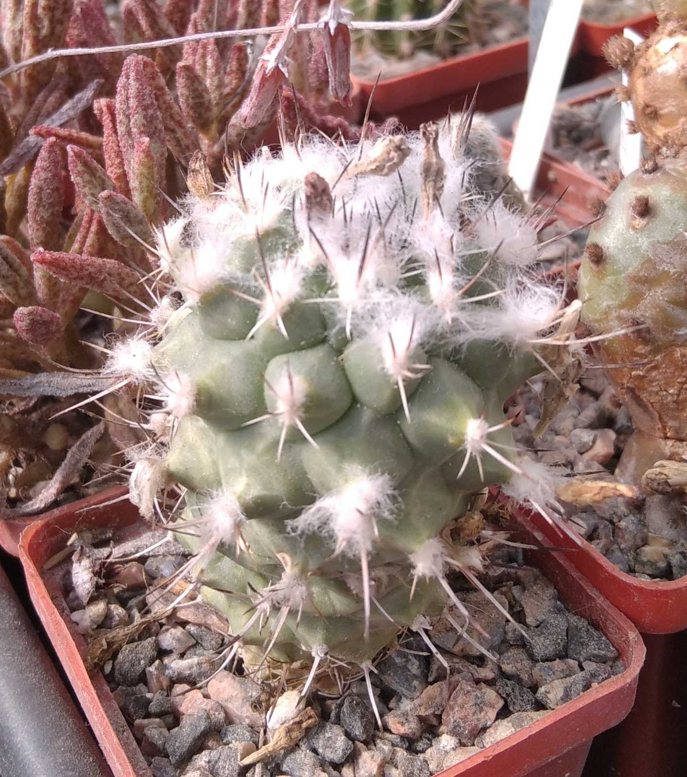 Turbinicarpus hybride- cube-6cm-