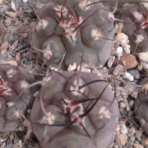 Pyrrhocactus vertogenii RS1905 -сіянці-