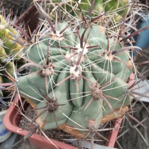 Ferocactus peninsulae SB1686 -cube-9cm-