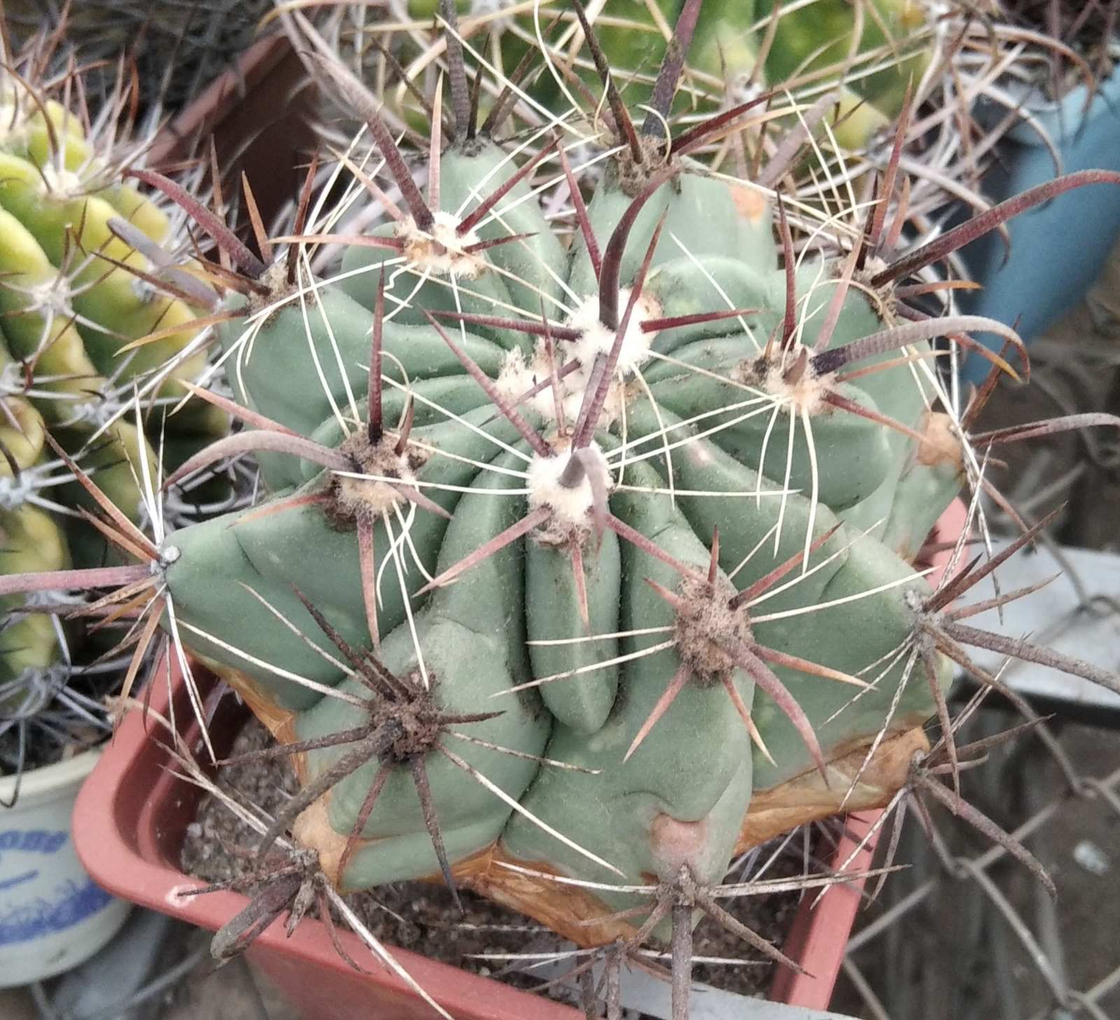Ferocactus peninsulae SB1686 -cube-9cm-
