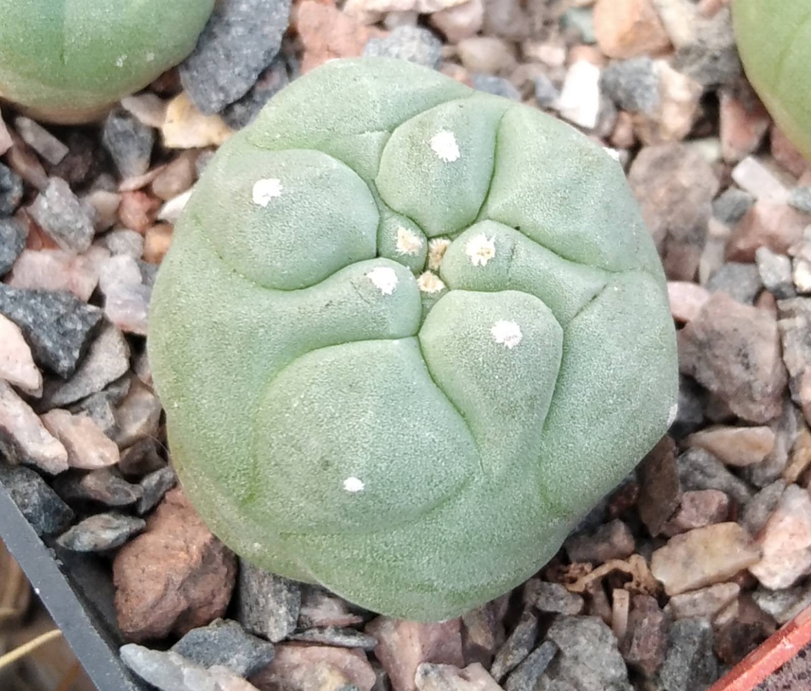 Lophophora koehresii -Cerritos- біля 3см у діам.-