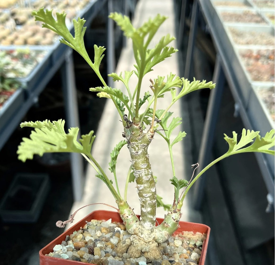 pelargonium spec ЮАР