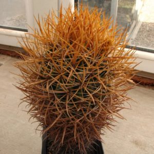 Ferocactus chryzacanthus -Cedros- 25+years-cube-9cm- квітучий- ексклюзивний екземпляр-